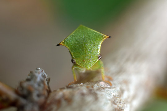 The buffalo treehopper sit on a branch. Stictocephala bisonia