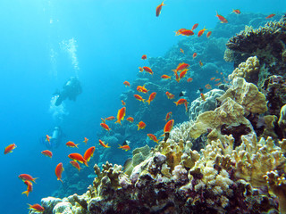 Naklejka na ściany i meble coral reef with divers and exotic fishes anthias at the bottom of tropical sea on blue water background