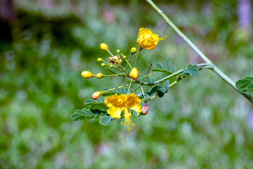 Small yellow orchids, Tha Ton, Thailand