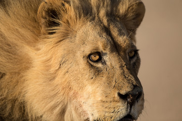 A male Kalahari black maned Lion portrait. Kalahari