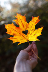 Herzblatt Ahorn Blatt Love Liebe golderner Herbst Blatt Oktober November