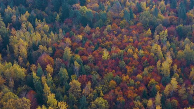 Aerial of autumn trees in the black forest in Germany. Wide view with zoom in on colorful trees.