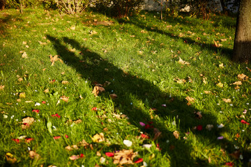 shadow of lovers on the grass. autumn leaves