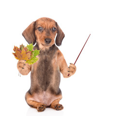 Dachshund puppy holds a dry leaves and points away on empty space. isolated on white background