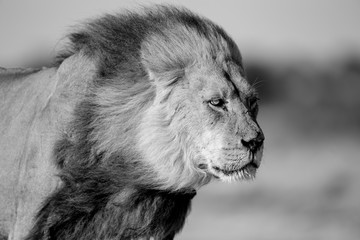 A male Kalahari black maned Lion portrait in monochrome. Kalahari