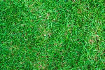 Green grass background nature texture