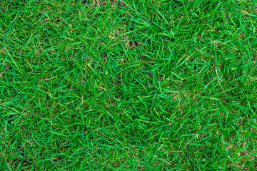 Green grass background nature texture