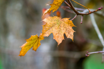 Naklejka na ściany i meble golden colored autumn leaves in nature