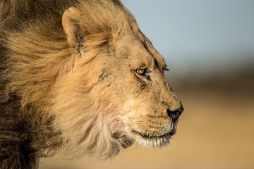 A male Kalahari black maned Lion portrait. Kalahari