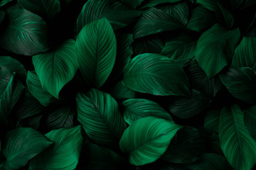 Blätter von Spathiphyllum cannifolium, abstrakte grüne Textur, Naturhintergrund, tropisches Blatt