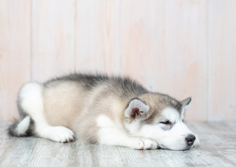Sad alaskan malamute puppy lying on the floor at home