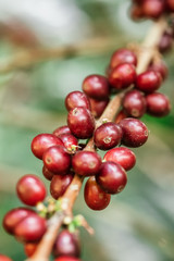 Red coffee beans ripening on a coffee tree close up