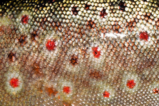 Brown Trout Pattern Images Browse 561 Stock Photos Vectors And Video Adobe Stock