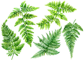 set of watercolor fern on an isolated white background, botanical illustration, green  leaves.