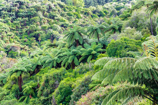 Farne im Rotorua Waimangu Volcanic Valley auf der Nordinsel in Neuseeland
