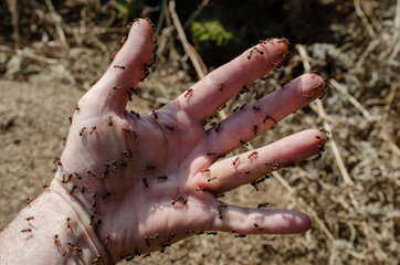 Waldameisen auf Hand