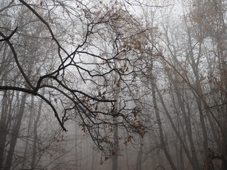 curved branches of trees in a misty autumn forest