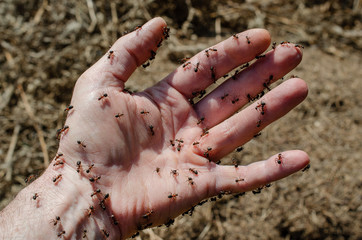 Ameisen auf Haut
