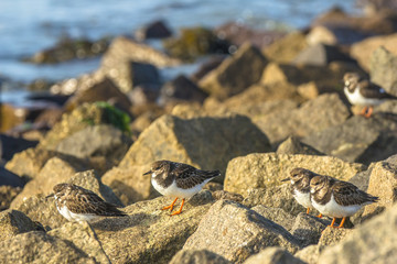Ruddy turnstone (Arenaria interpres)