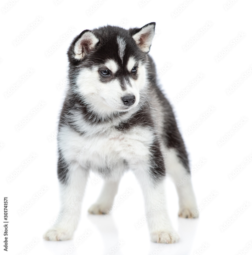 Sticker siberian husky puppy stands in front view and looking at camera. isolated on white background