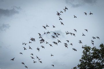 Flock of pidgeons flying towards do sky with moody stormy sky in the background