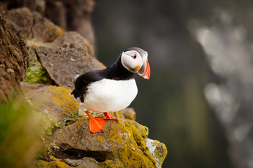 Atlantic Puffin