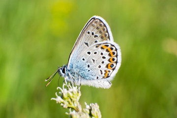 Fototapeta na wymiar A beautiful butterfly on a flower drinks nectar. Close-up. Macro.