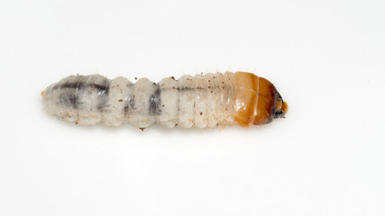 Closeup of a woodworm isolated on white.