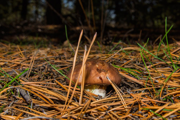 Beautiful mushroom Suillus luteus or Slippery jack. Young mushroom Suillus luteus in a dense pine forest. Closeup. Soft focus.