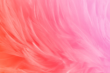 Beautiful pink feathers line texture background