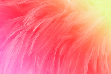 Beautiful of colorful red, pink, yellow feathers line texture background