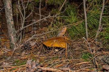 Old mushroom Slippery jack (Suillus luteus) under a pine tree together with a pine cone. Suillus luteus closeup. Soft focus.