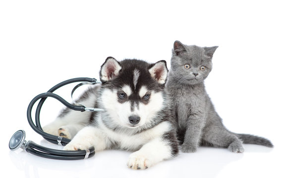 Siberian Husky puppy with stethoscope on his neck lies with a british kitten. isolated on white background