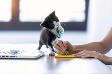 Fototapeten Eine hübsche kleine Katze, die in die Spitze eines Stiftes beißt, während ihr Besitzer eine Notiz mit ihm schreibt. © nenetus