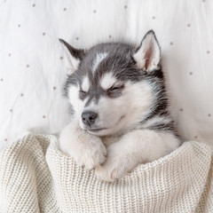 Cute Siberian Husky puppy sleep on pillow under blanket at home. Top view