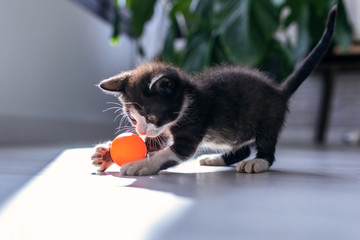 Little black kitten playing and enjoys with orange ball at living room of house. - obrazy, fototapety, plakaty