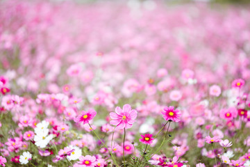 Obraz na płótnie Canvas ピンク色のコスモスが咲き乱れる花畑