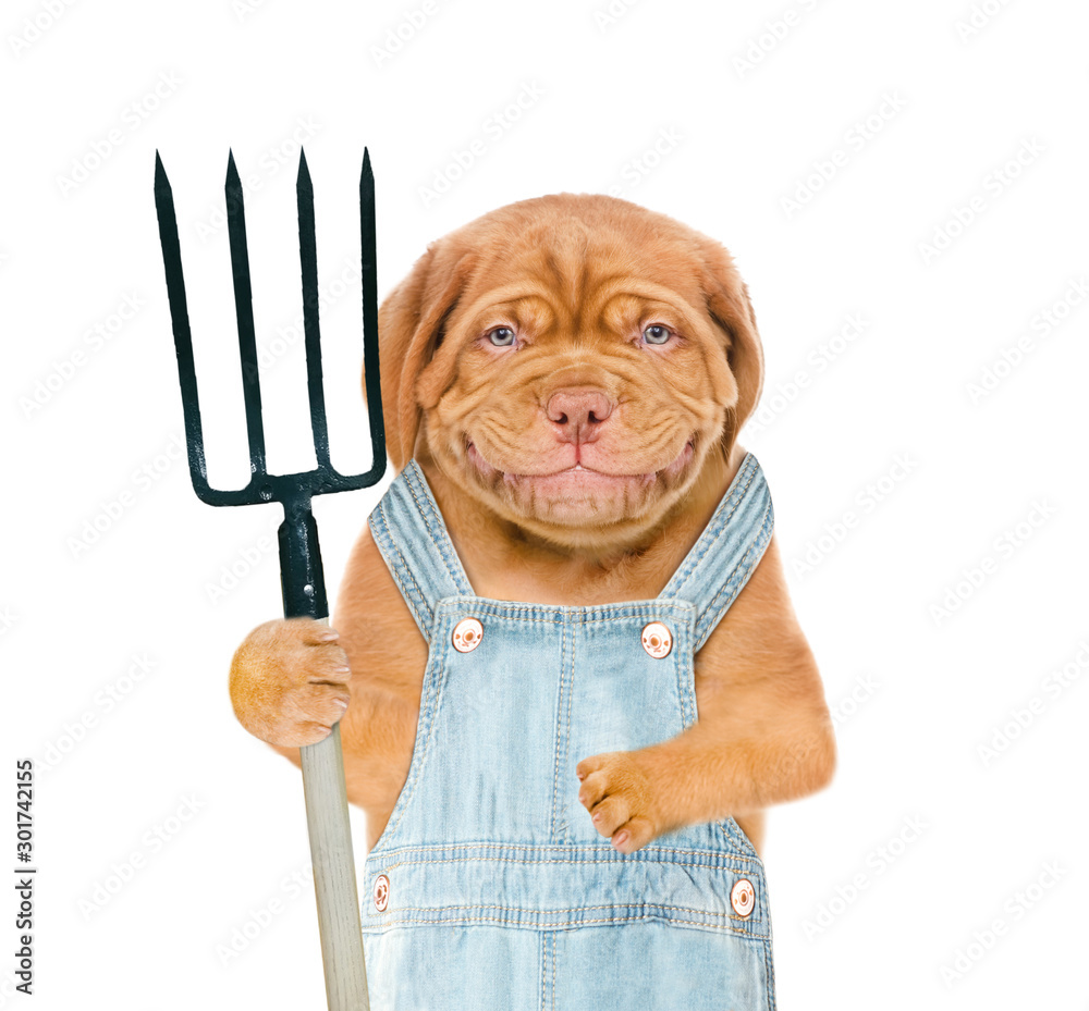 Poster smiling puppy farmer wearing a overalls holds pitchfork. isolated on white background