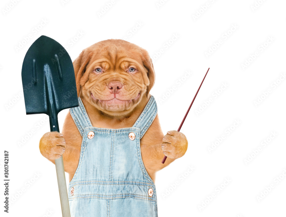Poster smiling puppy farmer wearing a blue overalls holds shovel and points away on empty space. isolated o