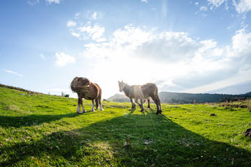 Naklejka premium wild funny horses in the green mountain