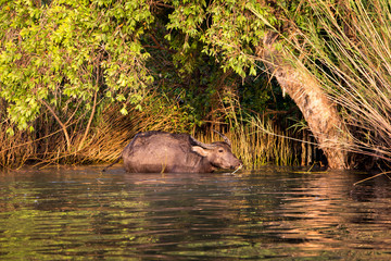 Asian Water Buffalo (Bubalus Bubalis)  at Talay Noi in Phattalung, Thailand