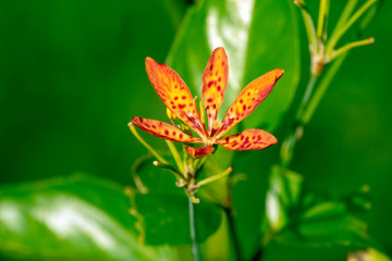 Speckled orange orchid-like flower, Tha Ton, Thailand