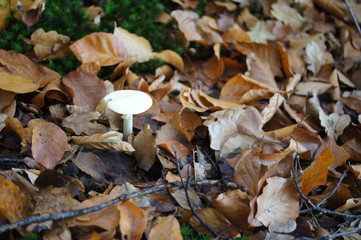 Pilze im Teutoburgerwald