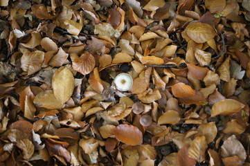 Pilze im Teutoburgerwald