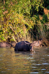 Asian Water Buffalo (Bubalus Bubalis)  at Talay Noi in Phattalung, Thailand
