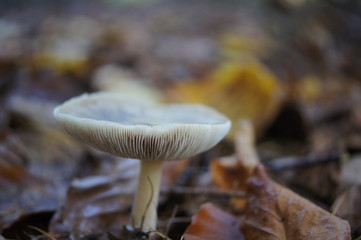 Pilze im Teutoburgerwald