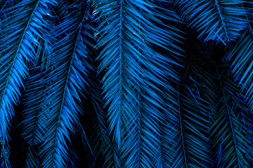 tropical green palm leaf and shadow, abstract natural background, dark tone