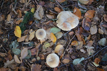 Pilze im Teutoburgerwald