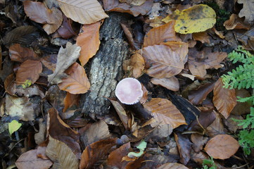 rosa Pilz im Wald, gelbgefleckter Täubling