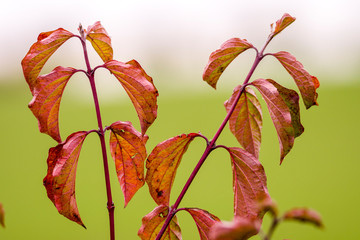 golden colored autumn leaves in nature